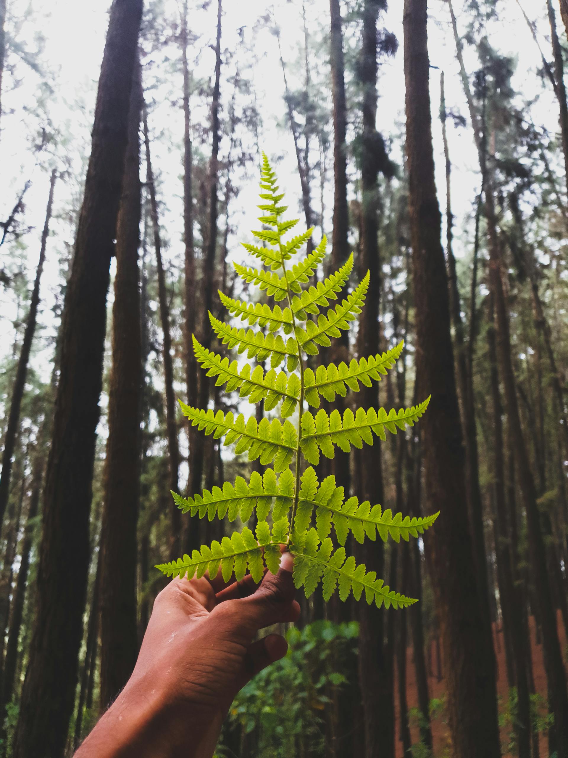 A person's hand holding a green fern leaf in a dense, tall forest environment.