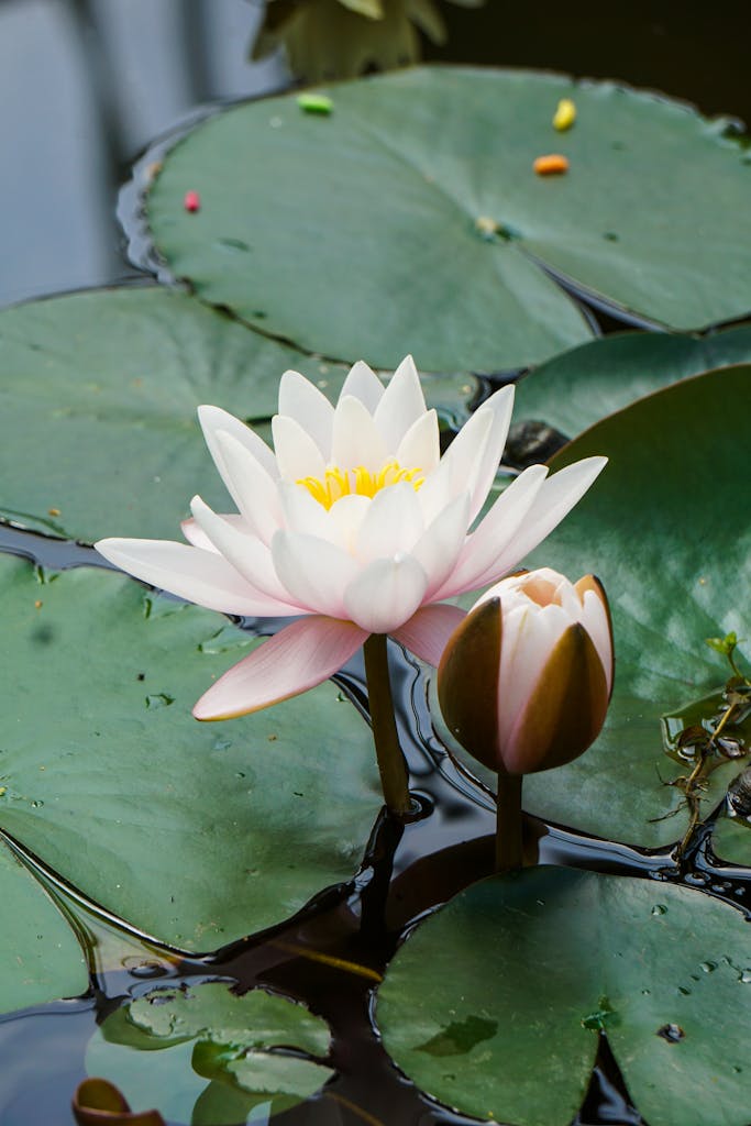 A serene pond scene featuring a blooming lotus flower surrounded by lush lily pads, creating a tranquil atmosphere.